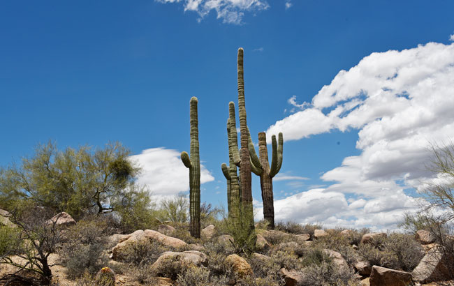 Saguaros are tall stately native “trees” that can grow to 50 feet or more. In the United States they are found only in Arizona and southeast California. Carnegiea gigantea